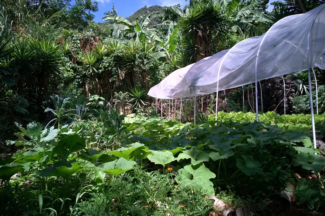 A mesh-covered greenhouse tunnel over production beds at Granja Tz'ikin
